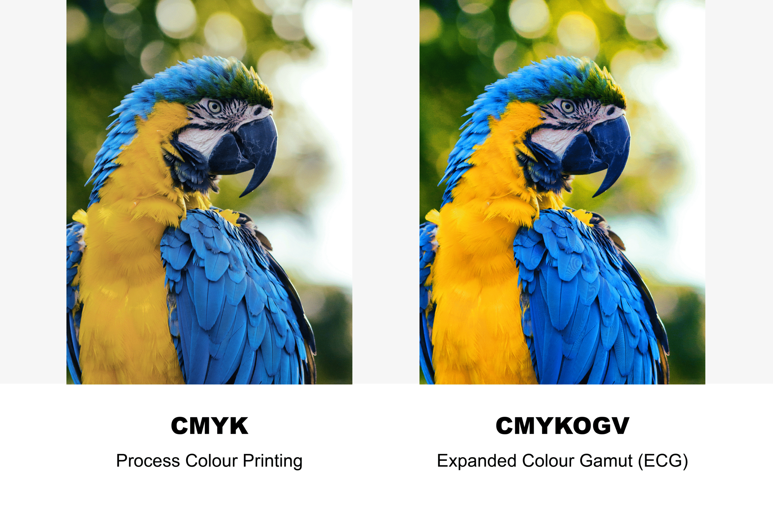 Two images of macaws, one with printed by CMYK, and another printed using CMYKOGV print method, which displays brighter colours and a wider spectrum
